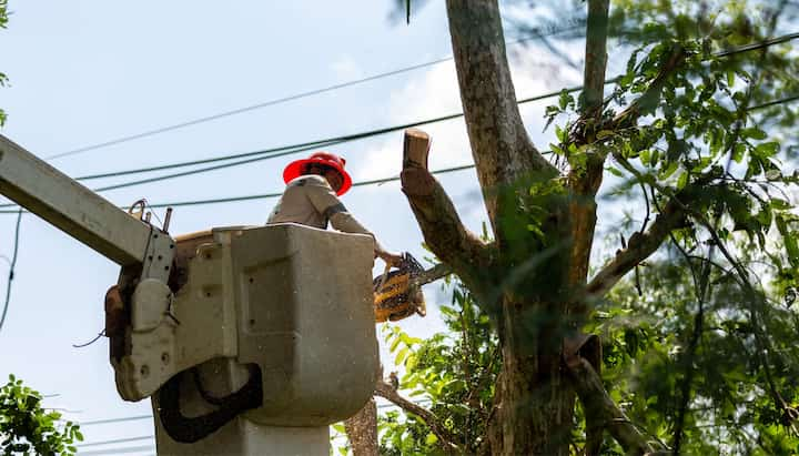 A professional chopping down a tree with a saw in Alpharetta, GA.