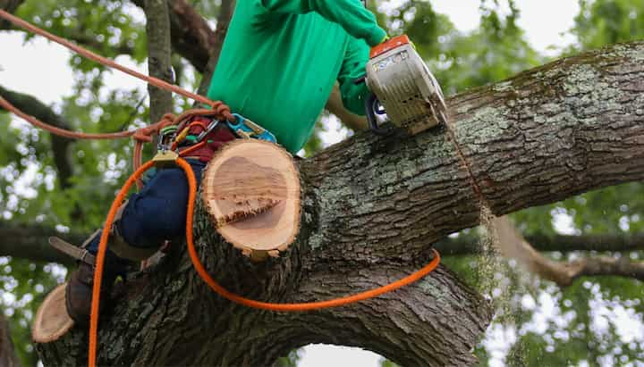 A tree being trimmed in Alpharetta, GA.