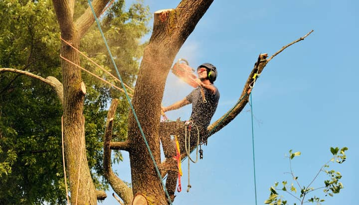 A tree trimming expert chopping down a tree in Alpharetta, GA.