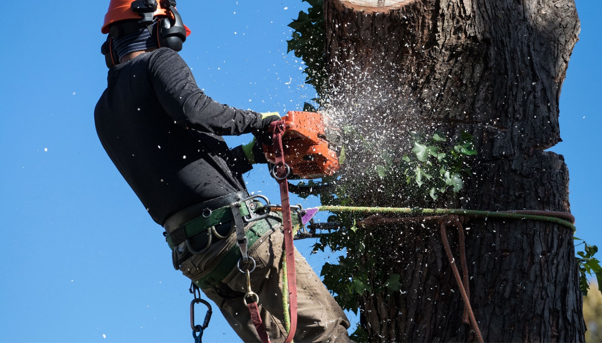 A tree trimming expert chopping a tree in Alpharetta, GA.